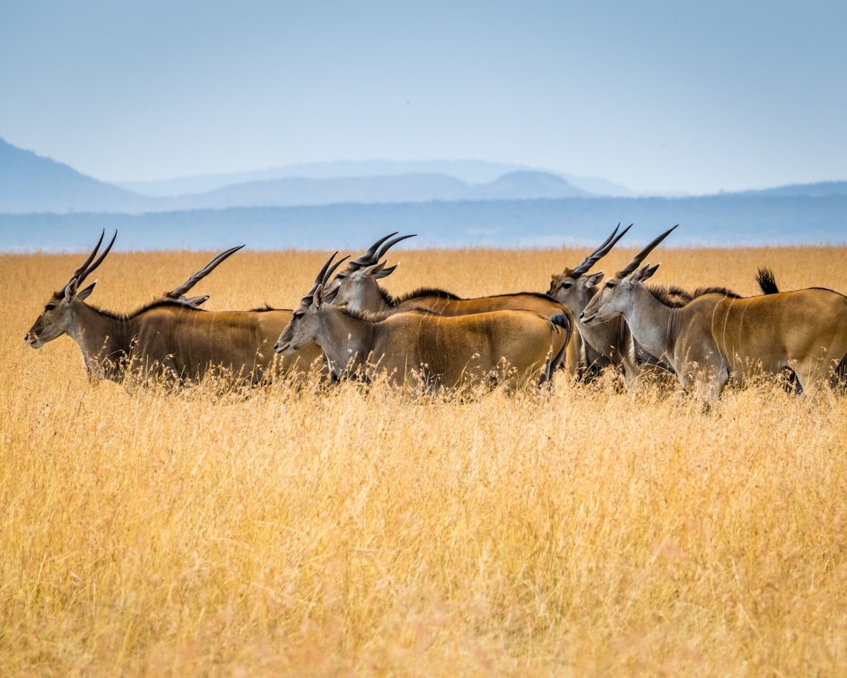 Lake Manyara National Park