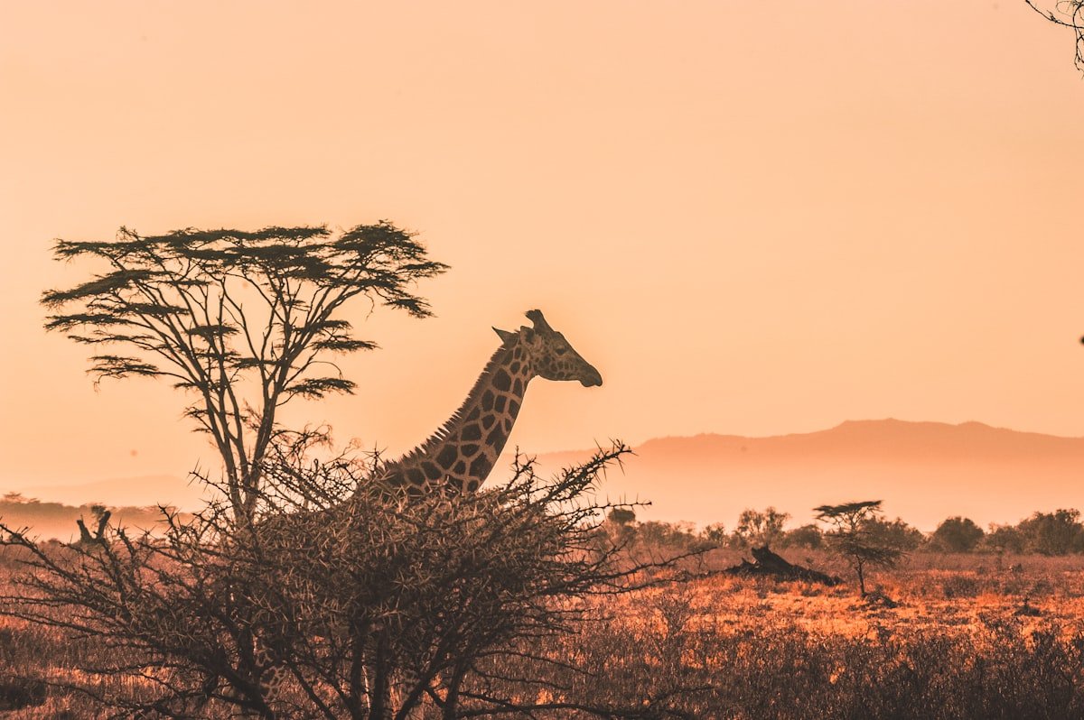 Ngorongoro Crater Day Trip