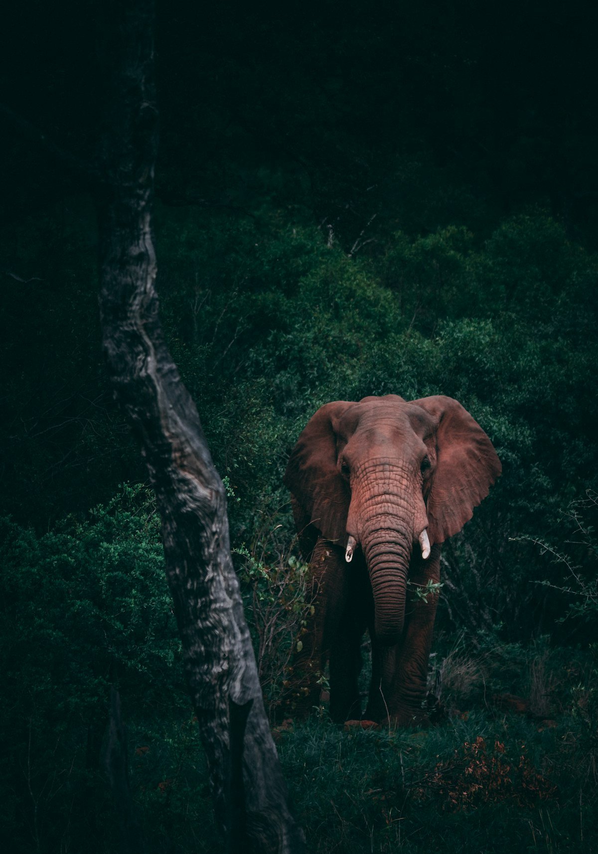 Tarangire & Manyara Adventure